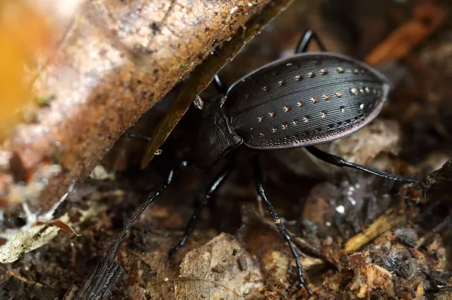 Carabus hortensis - aranypettyes futrinka