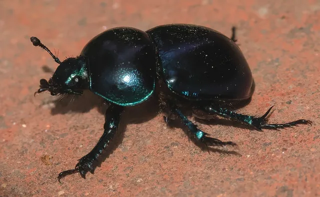 Trypocopris vernalis - tavaszi álganéjtúró