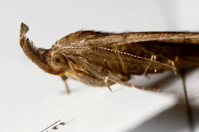 Pechipogo plumigeralis - tollascsápú karcsúbagoly