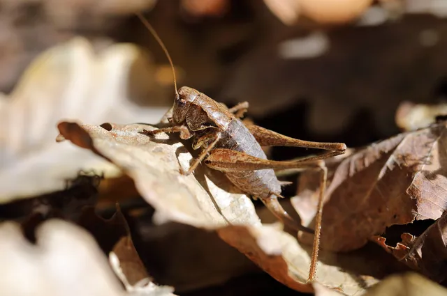 Pholidoptera griseoaptera - szürke avarszöcske