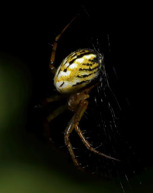 Mangora acalypha - réti keresztespók
