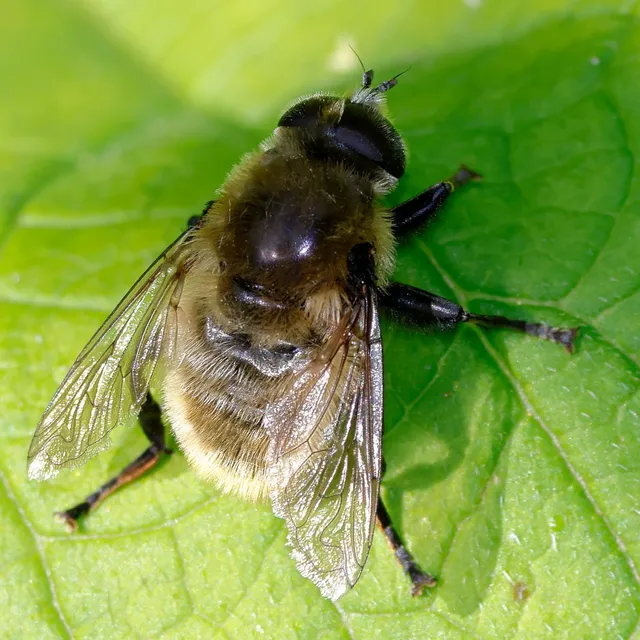 Merodon