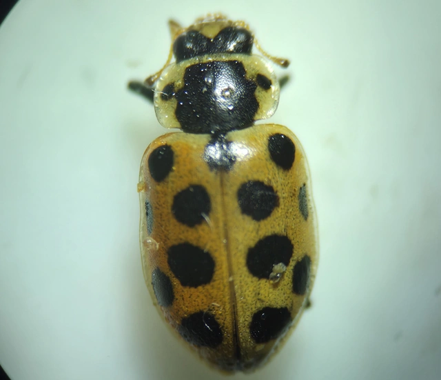 Hippodamia tredecimpunctata - mocsári katica