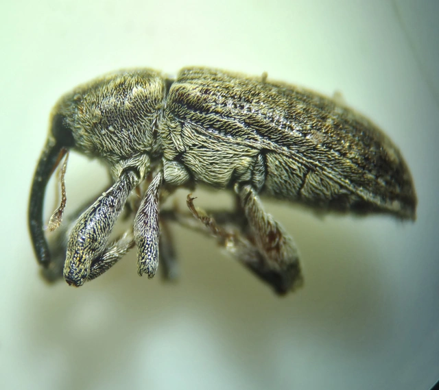 Dorytomus tremulae - rezgőnyár-hangormányos