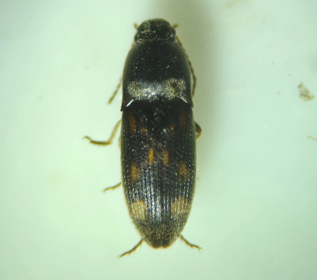 Drasterius bimaculatus - változékony pattanó