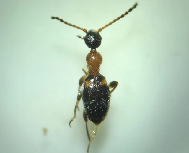 Anthelephila pedestris - hangyaszerű fürgebogár