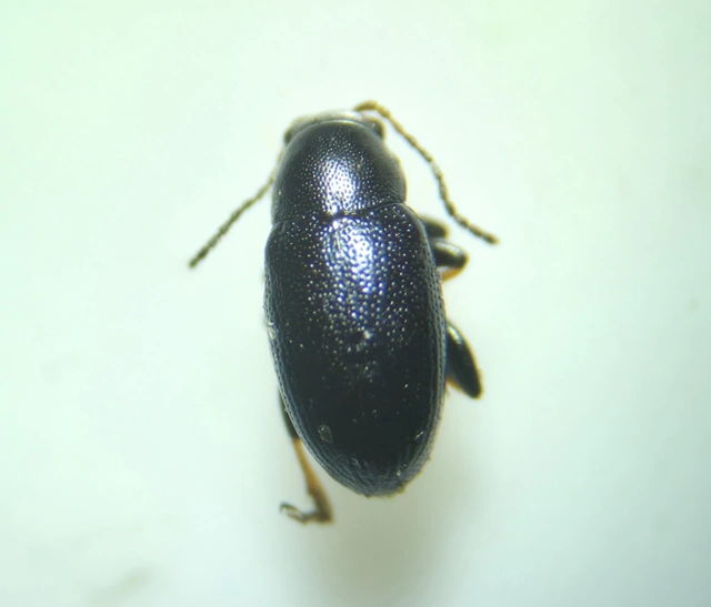 Chaetocnema Chaetocnema