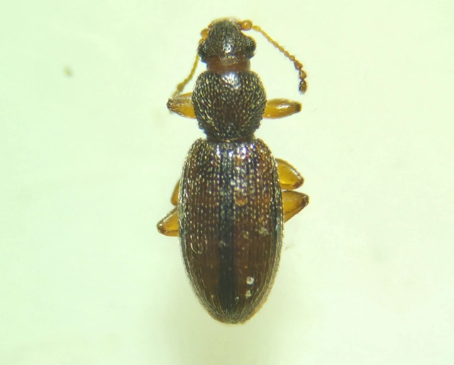 Latridiidae - pudvabogárfélék Latridiidae - pudvabogárfélék
