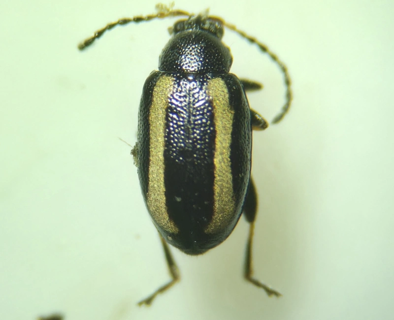 Phyllotreta nemorum - nagy káposzta-földibolha