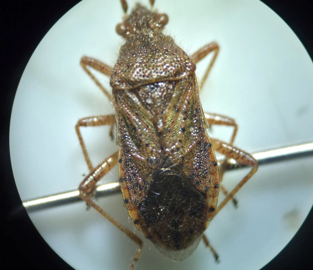 Rhopalidae - üvegpoloskák