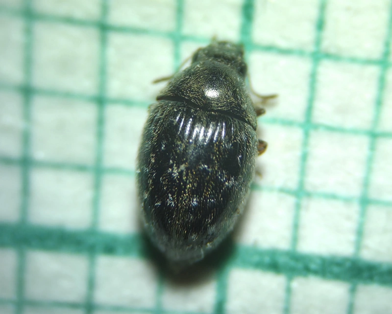 Simplocaria semistriata - vonalkás labdacsbogár