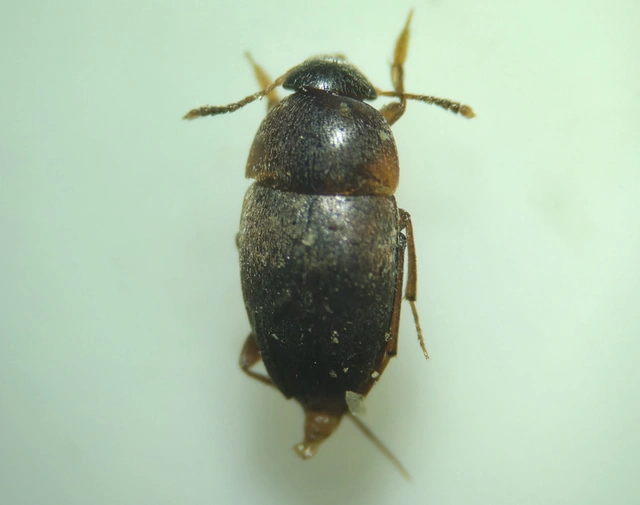 Leiodidae - pecebogárfélék Leiodidae - pecebogárfélék