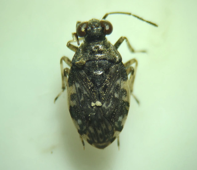 Saldidae - partipoloskák