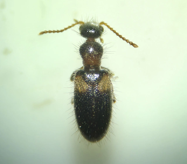 Hirticollis hispidus - szőrös fürgebogár