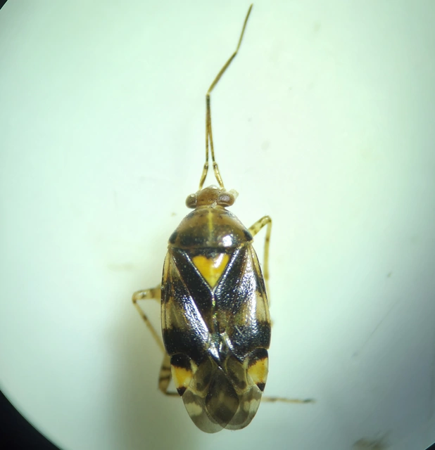 Liocoris tripustulatus - hárompettyes mezeipoloska