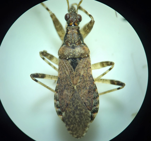 Nabidae - tolvajpoloskák