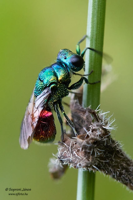 Hymenoptera - Hártyásszárnyúak