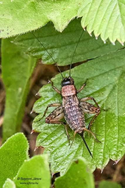 Nemobius sylvestris - erdei tücsök