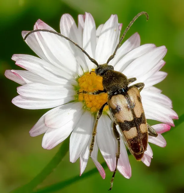 Pachytodes erraticus - rajzos virágcincér