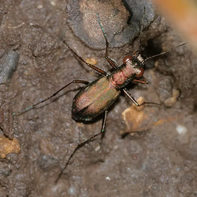 Cylindera germanica - parlagi homokfutrinka