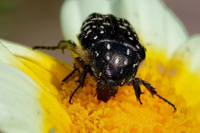 Oxythyrea funesta - sokpettyes virágbogár
