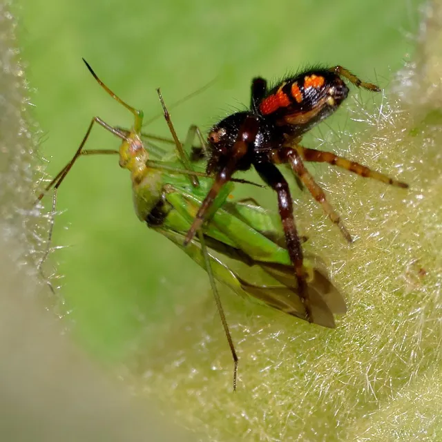 Synema globosum - fekete-sárga karolópók