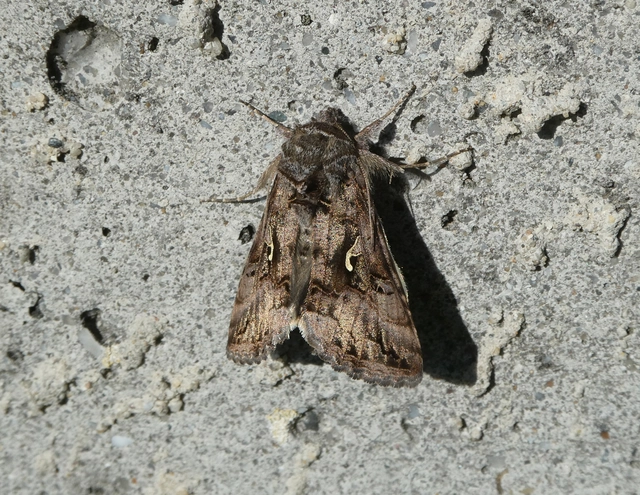 Autographa gamma - gammalepke