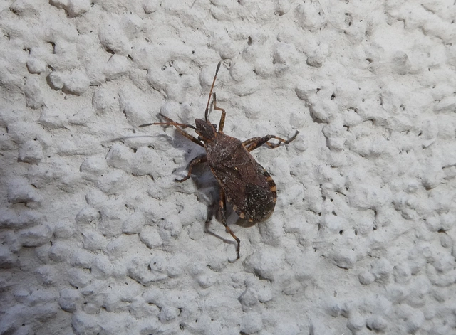 Ceraleptus gracilicornis - tüskéslábú karimáspoloska