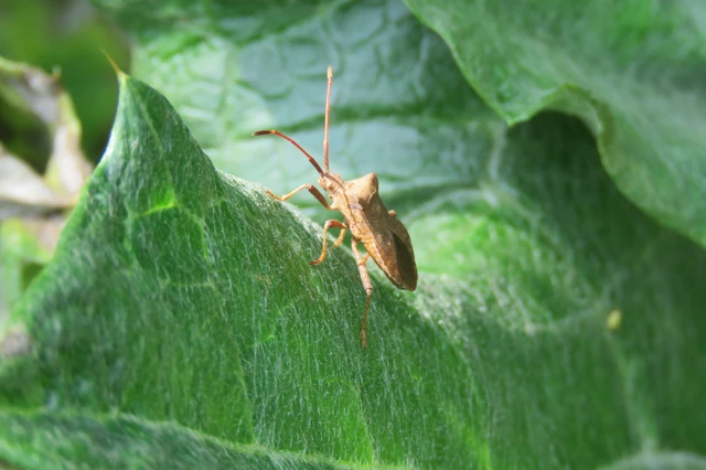 Coreus marginatus - közönséges karimáspoloska