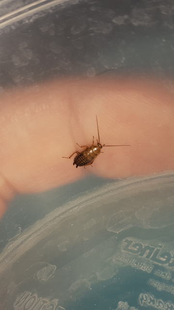 Blattodea - Csótányok Blattodea - Csótányok