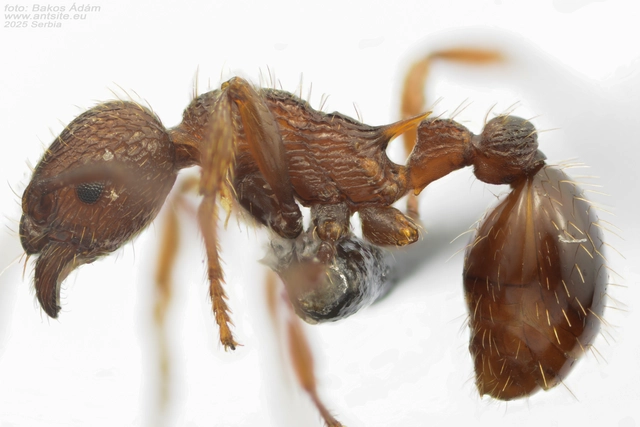 Myrmica scabrinodis - réti bütyköshangya