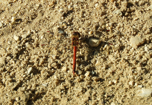 Sympetrum striolatum/vulgatum
