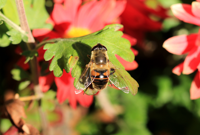 Eristalis tenax - közönséges herelégy