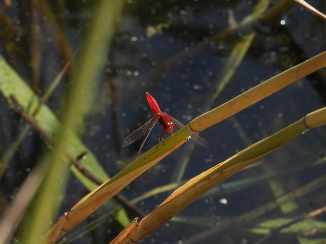 Crocothemis erythraea - skarlát szitakötő