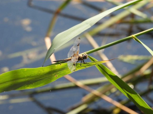 Libellula quadrimaculata - négyfoltos laposacsa