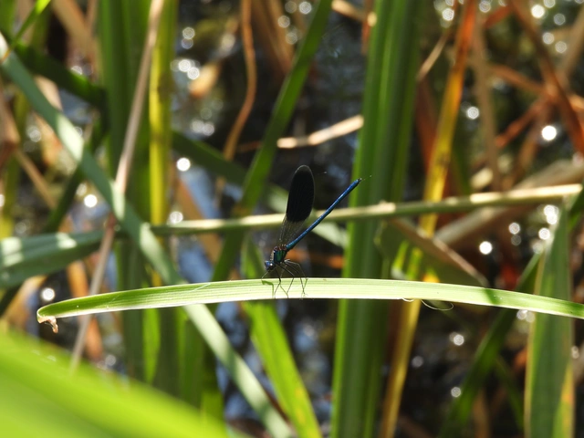 Calopteryx splendens - sávos szitakötő