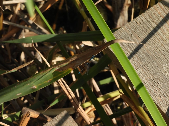 Coenagrion pulchellum - karcsú légivadász