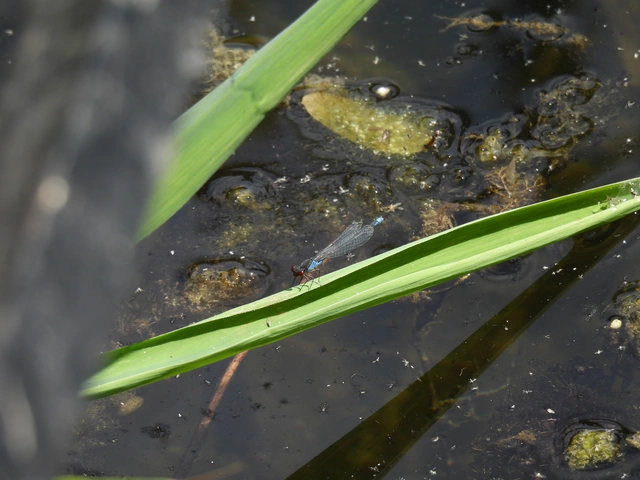 Erythromma viridulum - kis pirosszemű-légivadász