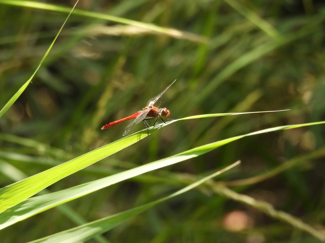 Sympetrum sanguineum - vörös katona-szitakötő