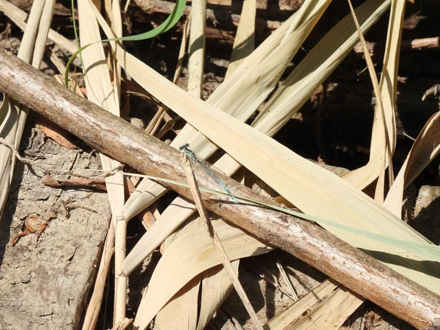 Platycnemis pennipes - széleslábú szitakötő