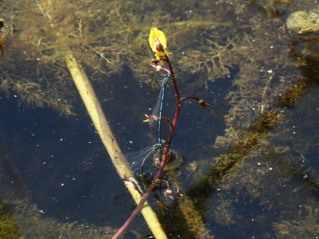 Coenagrion puella - azúrkék légivadász