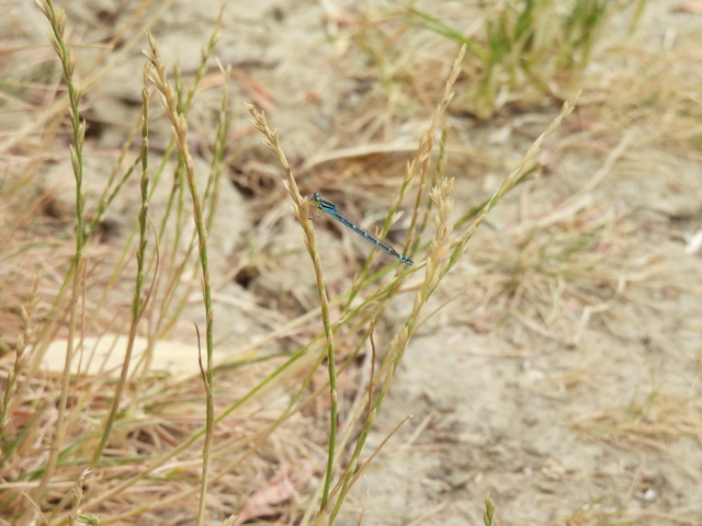 Coenagrion scitulum - mediterrán légivadász