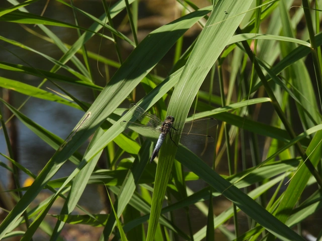 Orthetrum cancellatum - feketefarkú pásztorszitakötő