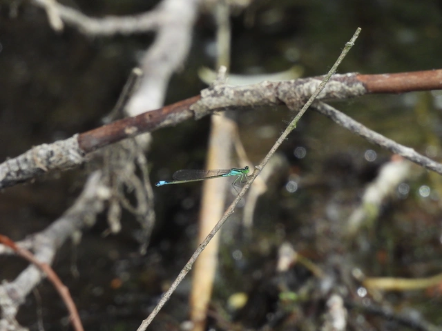 Ischnura elegans pontica - kéköves légivadász