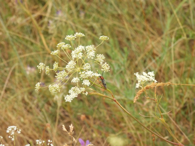 Phytoecia argus - árgusszemű cincér