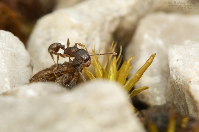 Tetramorium