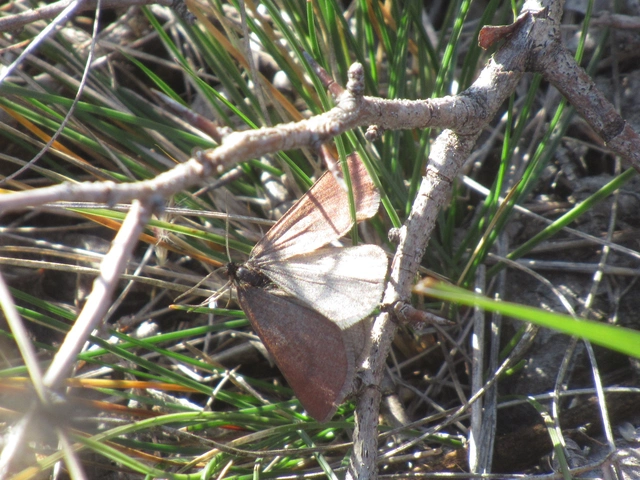 Lignyoptera fumidaria - füstös ősziaraszoló