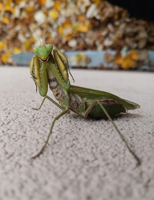 Hierodula tenuidentata - óriás ázsiai imádkozósáska