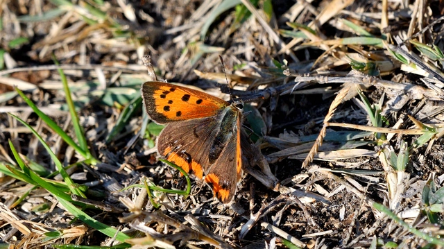 Lycaena phlaeas - közönséges tűzlepke