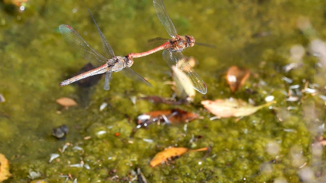 Sympetrum striolatum - harántsávos katona-szitakötő